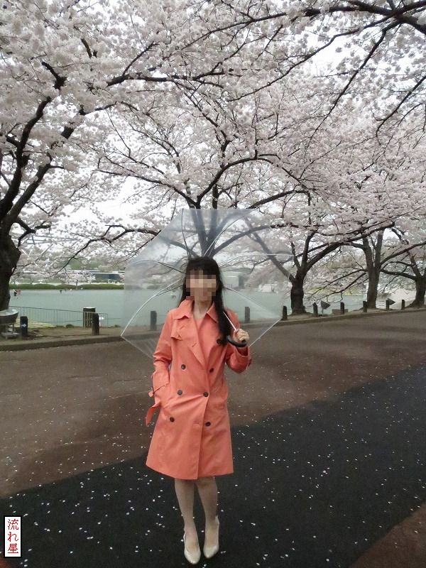 桜見物の画像その1