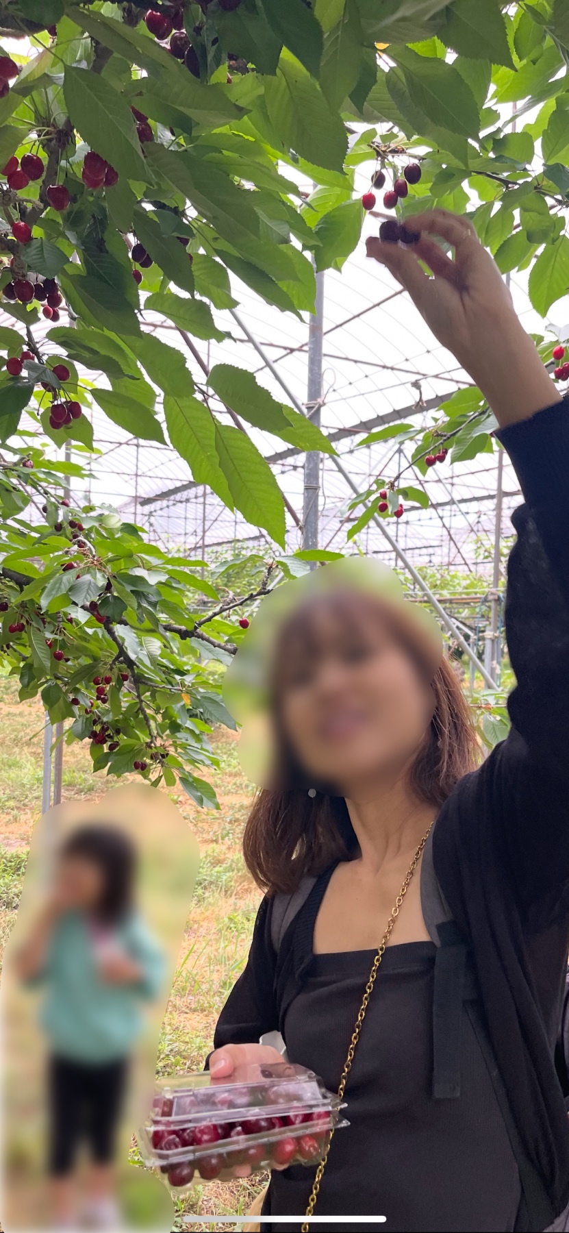 チェリー狩りの夜の画像その1